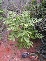 Kalanchoe prolifera (fam Crassulacees) (Madagascar) (1) (Photo F. Mrugala)